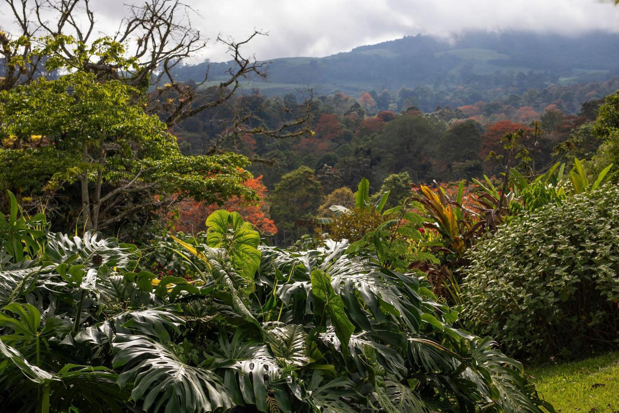 Bed and Breakfast Aquiares Coffee Farm Casa Hacienda La Esperanza Turrialba Zewnętrze zdjęcie