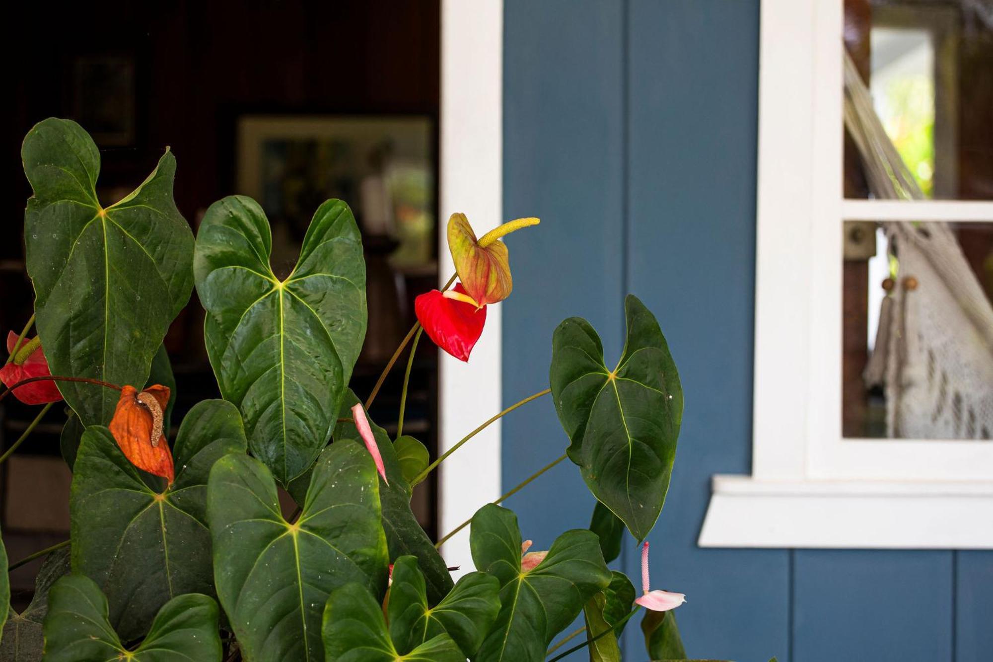 Bed and Breakfast Aquiares Coffee Farm Casa Hacienda La Esperanza Turrialba Zewnętrze zdjęcie
